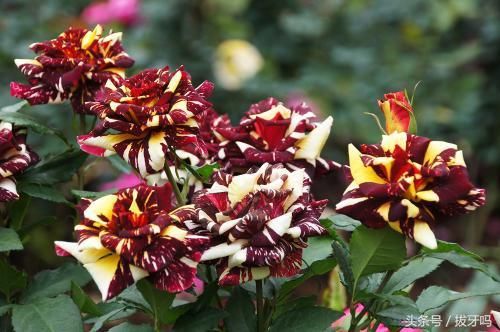 比绿萝还好养的盆栽花卉,花期超长,一花多色,漂