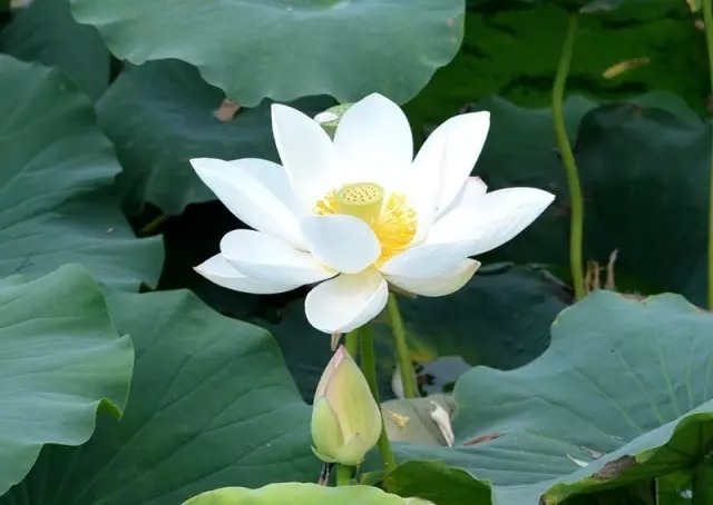 飘落水面时 毫不忧伤 仍在寂静的湖面下 留下沉甸甸的收获 清水出芙蓉