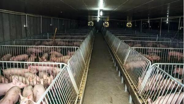 头条 | 土地手续存争议养殖场变违建遭强拆