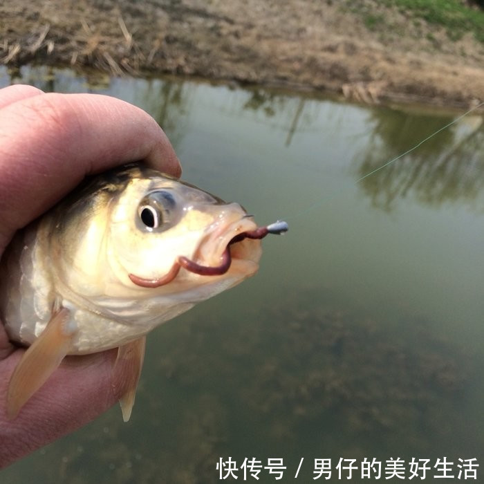 夏季钓鱼用蚯蚓,几个聪明人的秘密技巧,掌握