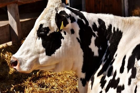 在农村办个小型养牛场要多少钱?贷款好申请吗