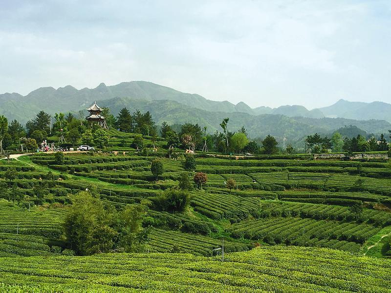 茶人,茶山,茶品牌--汉中仙毫背后的故事