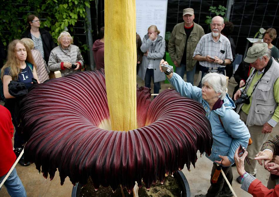 德国植物园"尸香魔芋"开花引围观 高度达2米