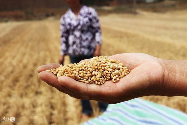 陈重山预测:19年粮价大涨,一套房子换不了一斤