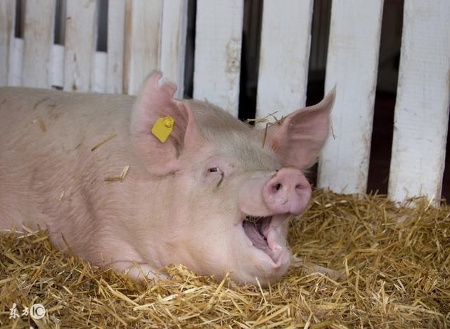 养20头母猪一年能赚多少钱?