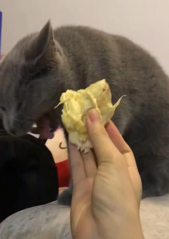 猫咪好奇榴莲是什么味道,走近一闻,主人被它逗