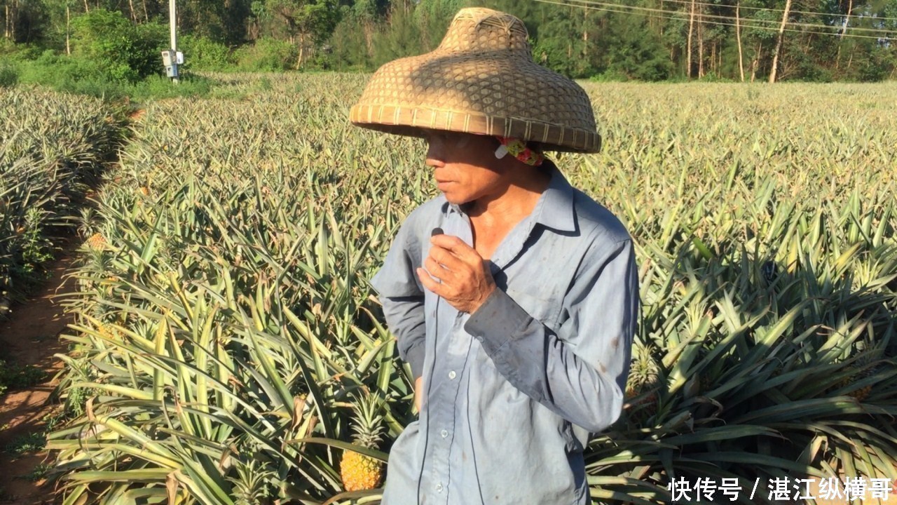 湛江徐闻下洋镇,菠萝烂在地里无人收,果农痛心