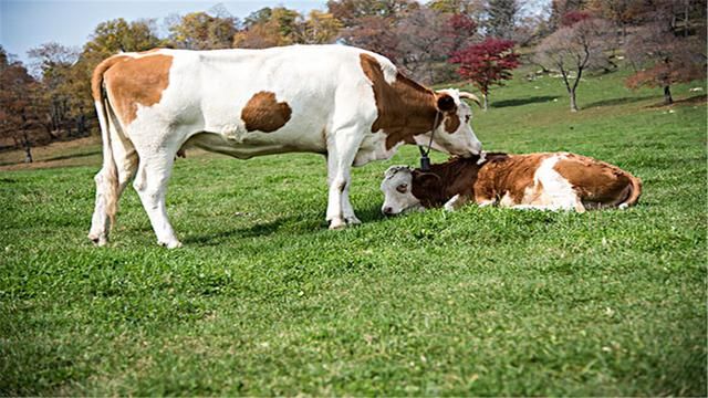 性格内向不爱说话,但头脑聪明的生肖男,别想着