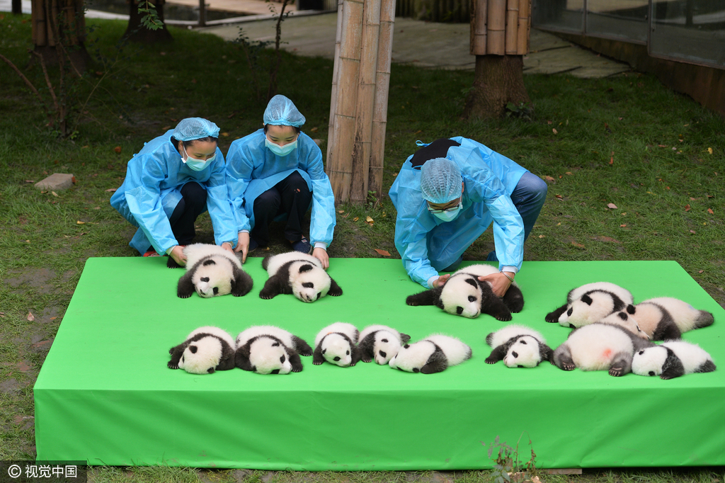 2016年09月29日，四川省成都市，熊猫基地，23只在2016年新出生熊猫宝宝集体亮相，引来游客的围观，据悉，2016年到目前为止，全球共出生27只大熊猫出生，除了有4只在国外出生外，剩余23只均参加了这次集体“活动”。活动现场，工作人员小心翼翼的将熊猫宝宝们，按照从大到小的顺序，排成了三排，让媒体和游客拍照，大多数熊猫宝宝都安静的趴着睡觉，而有两只“熊孩子”，趁着工作人员不注意“悄悄出逃”，顽皮的爬着爬着摔下了床，工作人员赶紧将他们抱了回去。