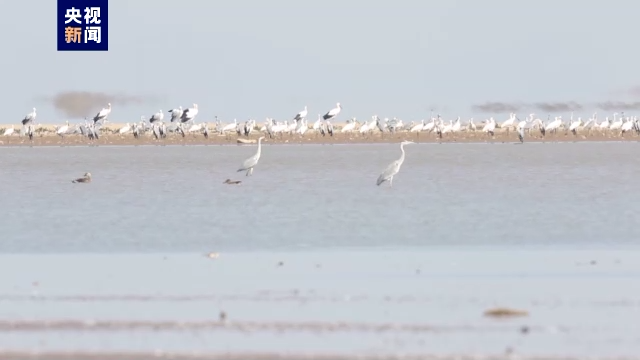 鄱阳湖保护区已监测到52种越冬水鸟 数量超12万只_北京时间