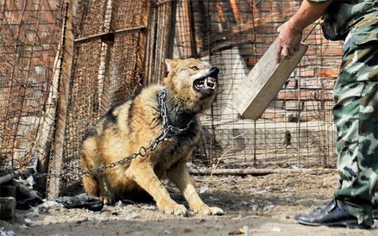 男子买来千万鬼獒王，咬死野狼后挑战老虎，结果出人意料
