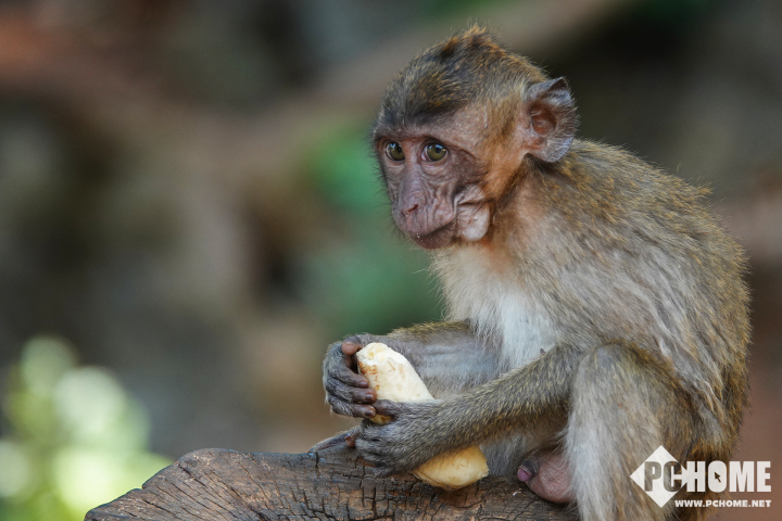 索尼黑卡超长焦RX10IV玩转生态摄影