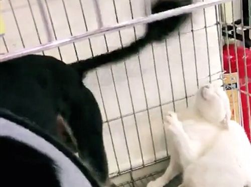 和黑狗同关一笼,猫咪表情失控,主人一旁笑到腹痛