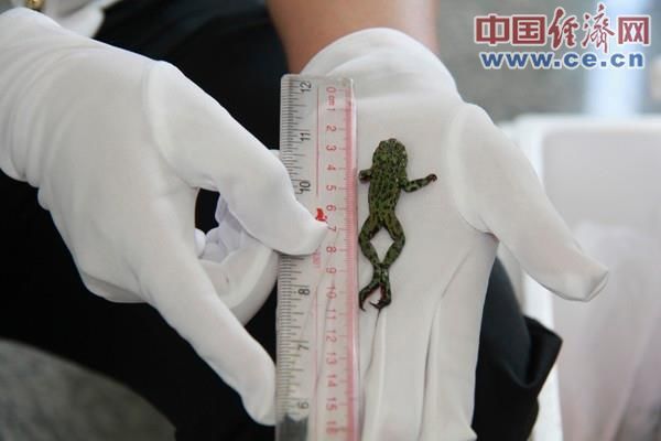 深圳沙头角海关查获300只濒危物种东方铃蟾出境案