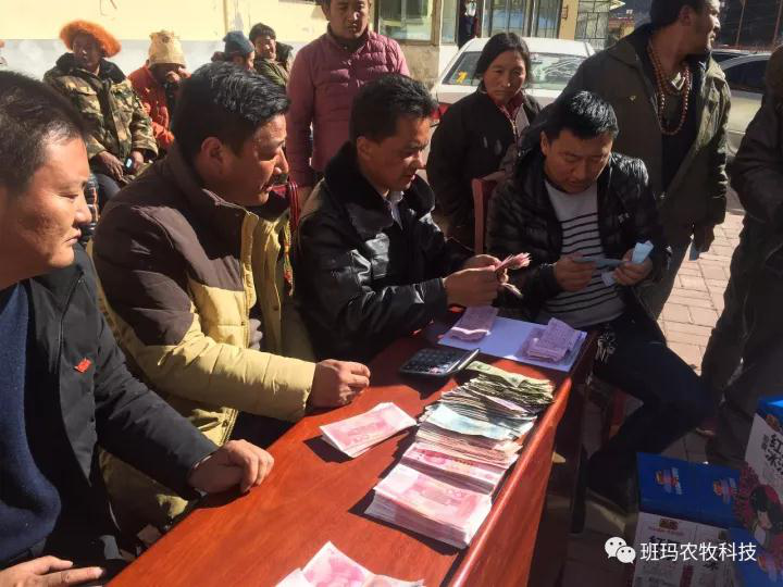 班玛县黑青稞种植帮助群众致富增收