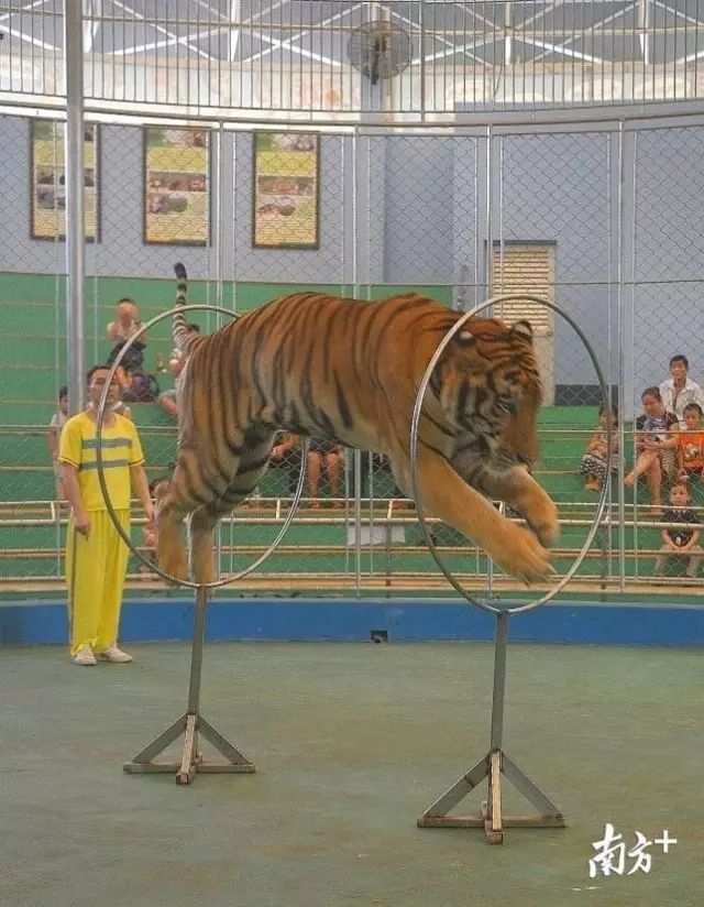 網友盛讚!廣州動物園宣佈永久停止馬戲表演