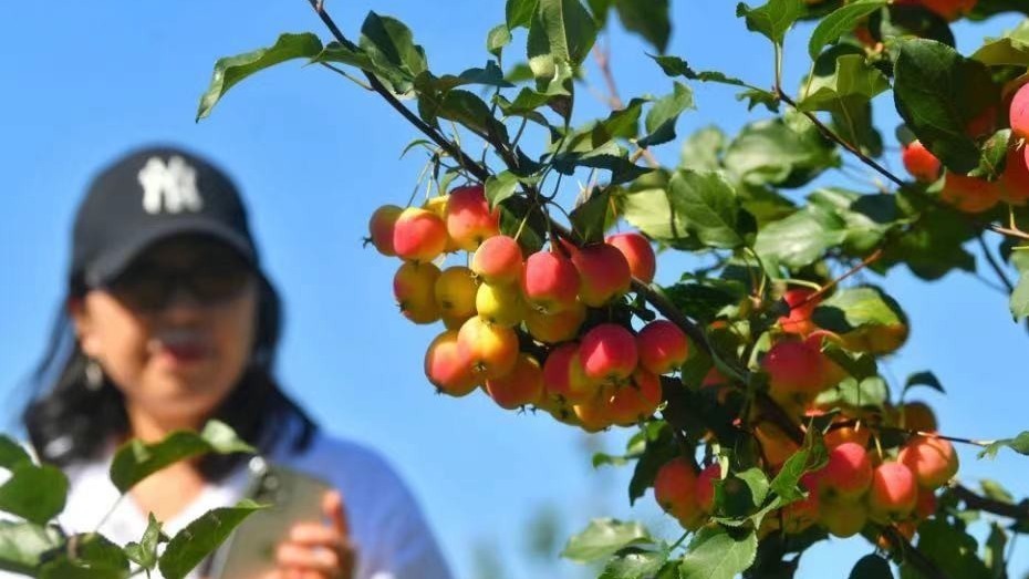丰收的味道︱延庆八棱脆海棠迎丰收 丰收的味道︱延庆八棱脆海棠迎丰收