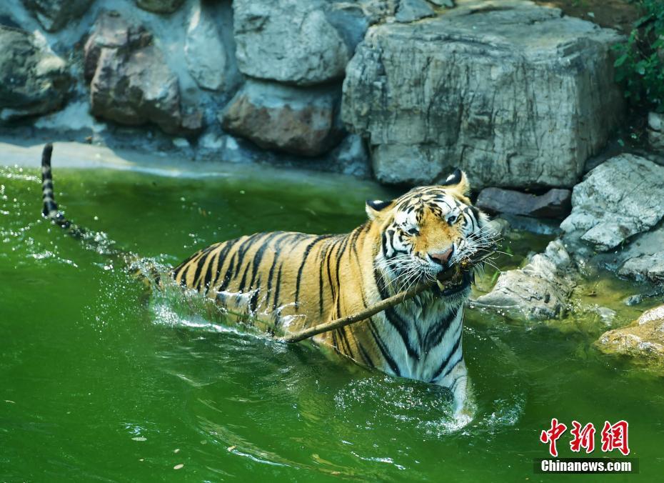 河北最低气温零下几度_河北出现极端低温_河北最低温度零下38