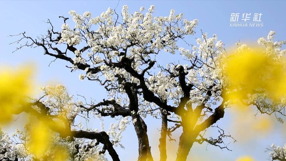 “中国梨都” 梨花盛开