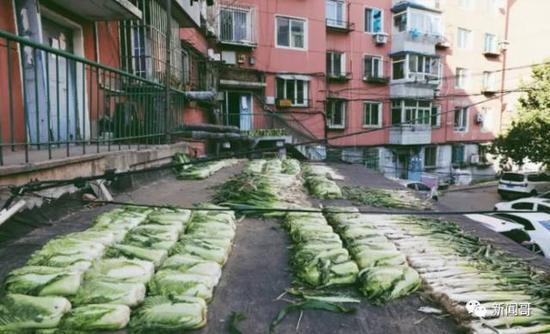 买100斤白菜过冬惊呆南方网友 南北差异这么大! 买100斤白菜过冬惊呆南方网友 南北差异这么大!