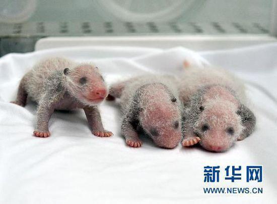 三胞胎大熊猫幼崽时的照片。