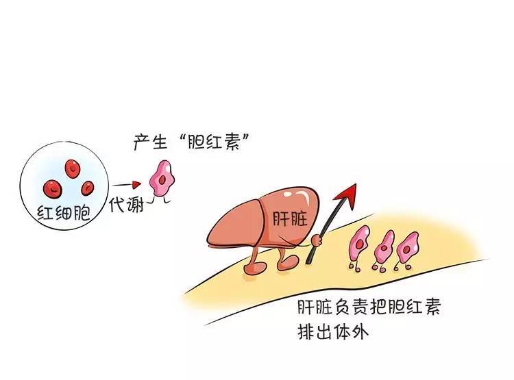 人體血中的紅細胞老化後,會經過代謝產生一些廢物,其中一種叫