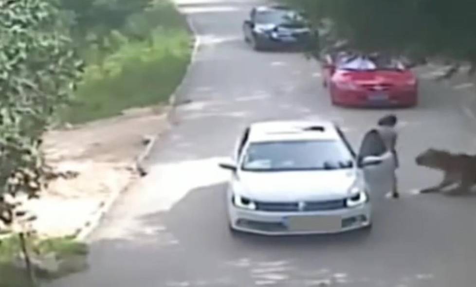 北京被老虎咬伤女子需多次手术 容貌难恢复