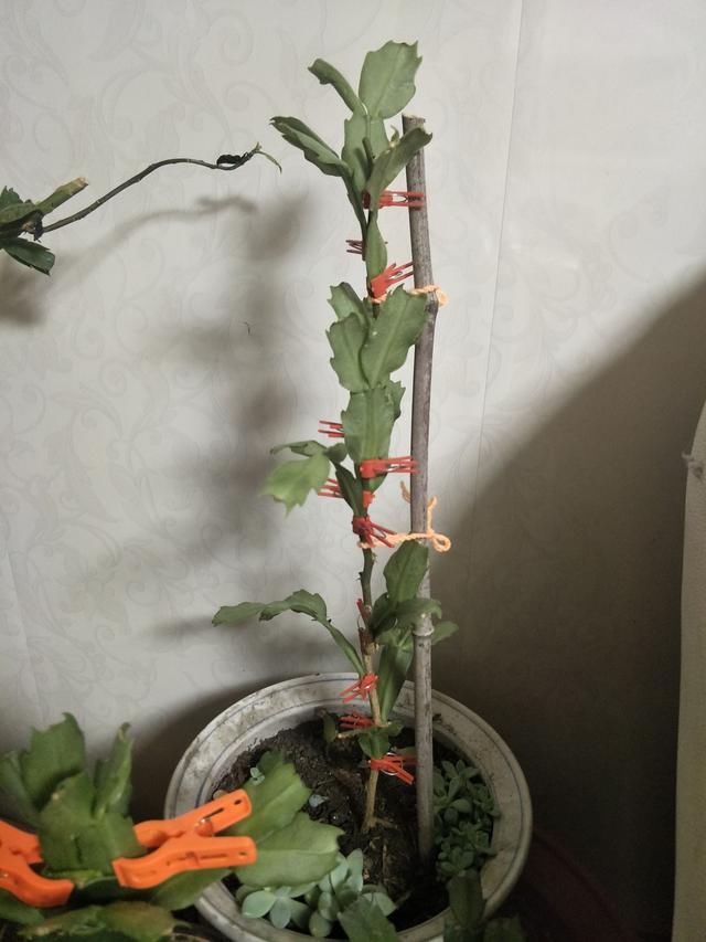 今天说说哪些植物可以嫁接蟹爪兰