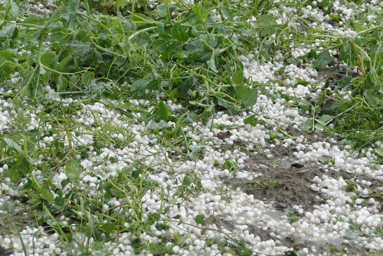 西峽縣部分鄉鎮遭受風雹災害 生產自救工作正有序進行