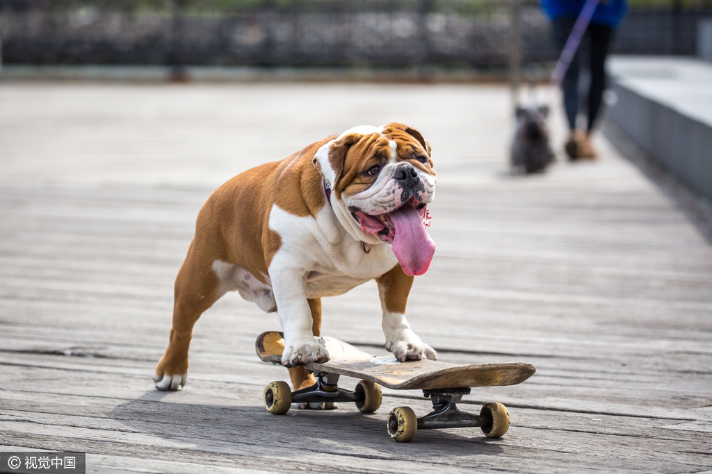 组图-呆萌斗牛犬暴走玩滑板 运动细胞不输人类