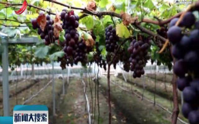 永新：智慧农业 手机操控葡萄生长