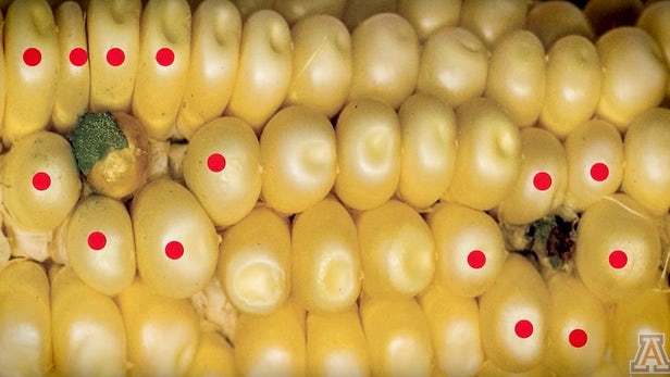 [视频]转基因玉米通过"特洛伊木马"rna对抗黄曲霉素