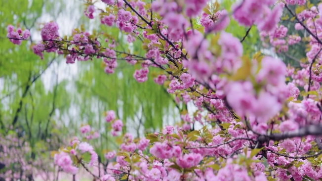 唯美！这里有你要的桃花林