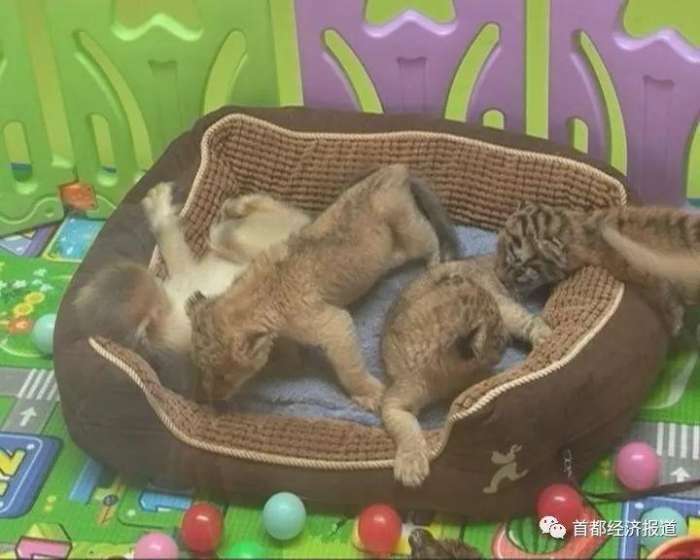 【迎新春】珍稀品种首次展出 北京野生动物园