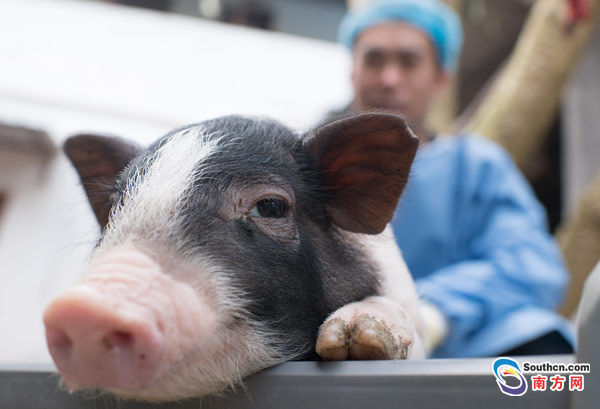 中国科学家团队培育出世界首例亨廷顿舞蹈症基