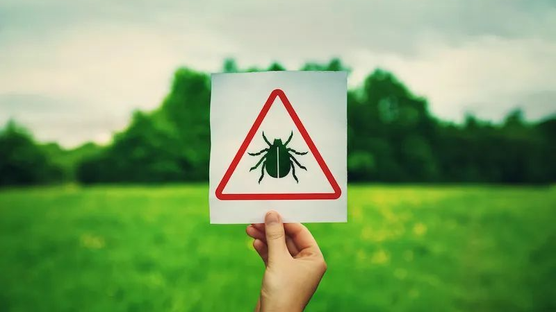 ​5岁男孩突然发烧全身红斑，是它惹的祸！户外活动千万当心……