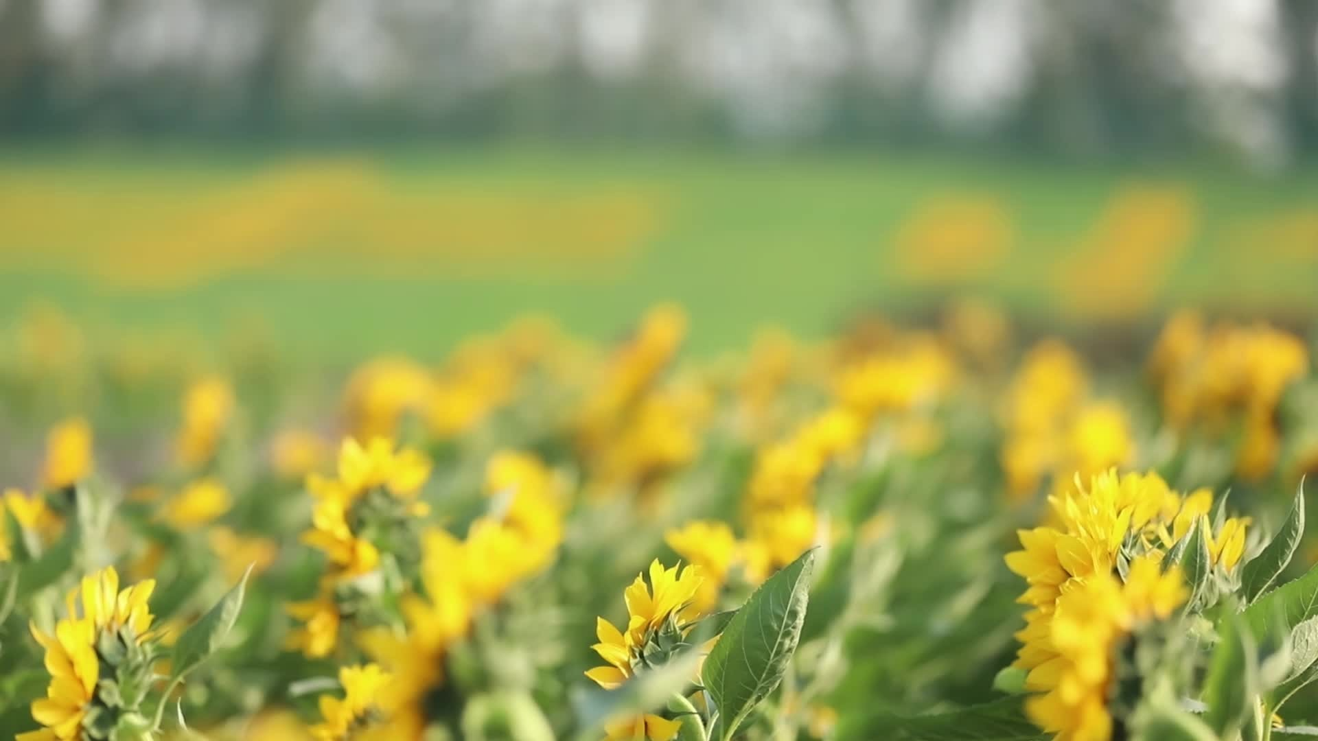 70年70人|在希望的田野上讲好乡村振兴的美好故事 70年70人|在希望的田野上讲好乡村振兴的美好故事