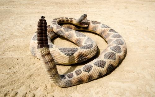 世界五大最危险生物-北京时间