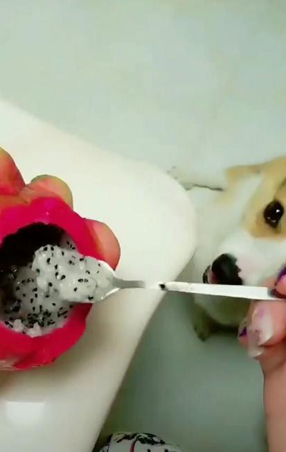 小柯基想吃火龙果,主人说想吃的话喂你一匙,接