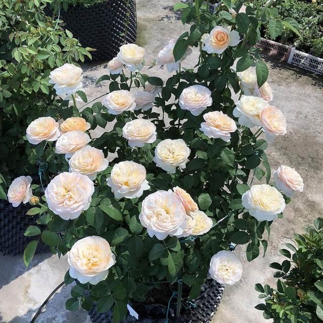 盆栽月季,施肥不注意,害死了多少棵月季