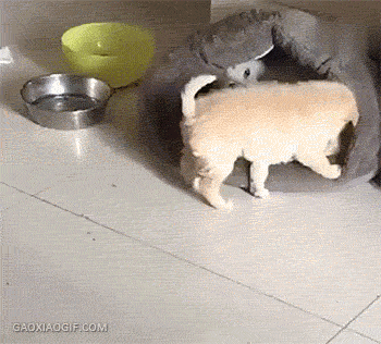 搞笑gif:爸爸,我应该不是这个傻子亲生的吧?