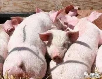 今年流感特别严重,那么猪场如何有效防止猪流