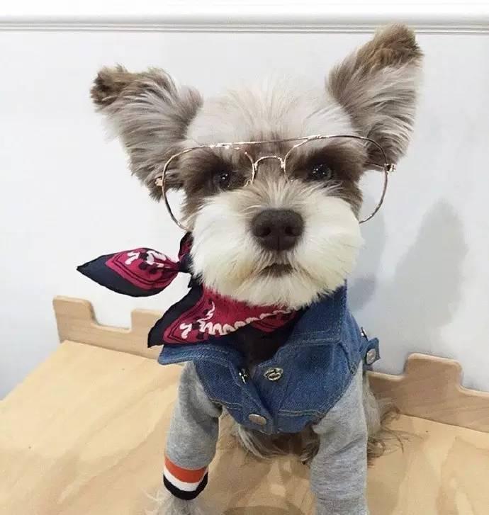 网红雪纳瑞,萌萌的飞机耳实在太可爱了!