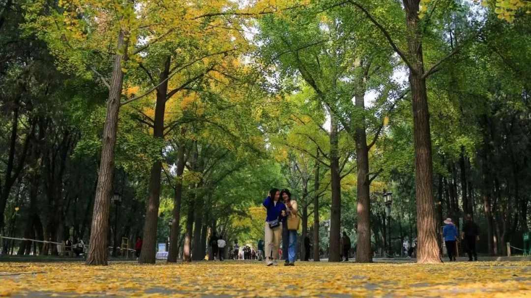 北京全市彩叶树变色率播报：这三个公园变色率达100%