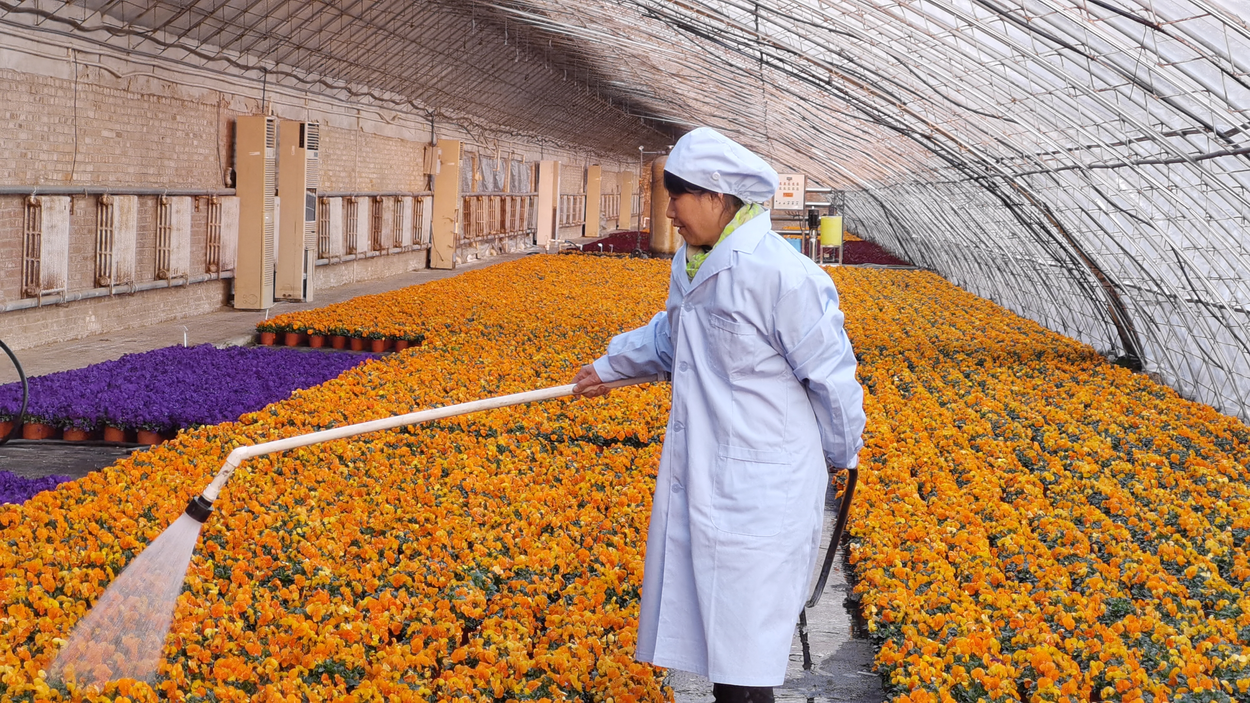 在位於昌平區的北京市綠地養護管理事務中心,北京市園林綠化局花卉