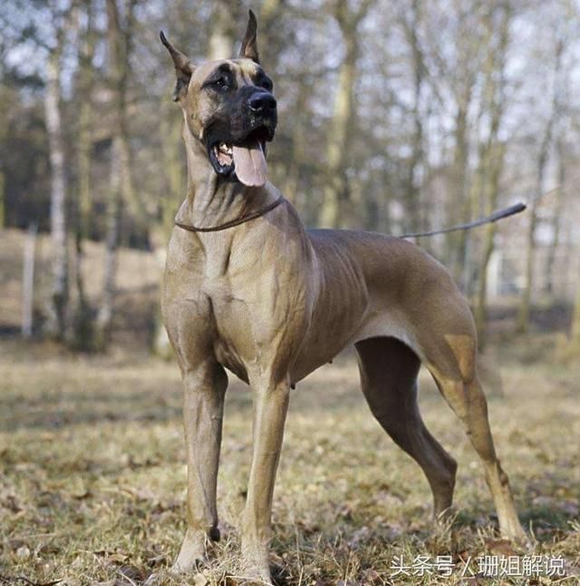 大丹犬:贵族的象征,被称为"太阳神的犬"