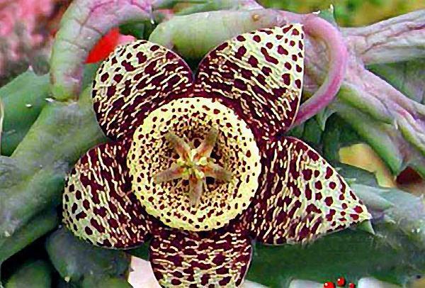 比利时尸臭魔芋开花 原来花卉界还有比臭的! 比利时尸臭魔芋开花 原来花卉界还有比臭的!