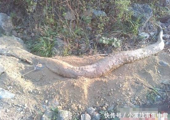 这些中国发生过得真实事件,大蛇要化龙的时候