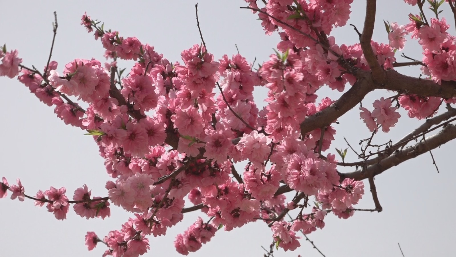 平谷桃花节摆渡车及旅游专线东线运营时间有所调整 平谷桃花节摆渡车及旅游专线东线运营时间有所调整