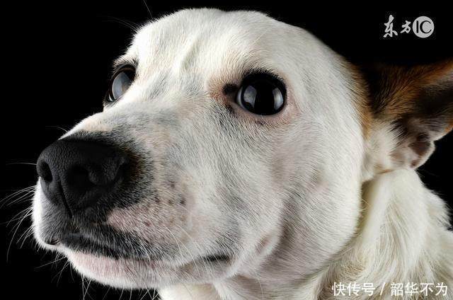 1982年出生,37岁的属狗人是什么命